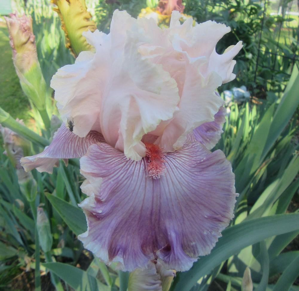 Photo of Tall Bearded Iris (Iris 'Cross My Heart') uploaded by tveguy3