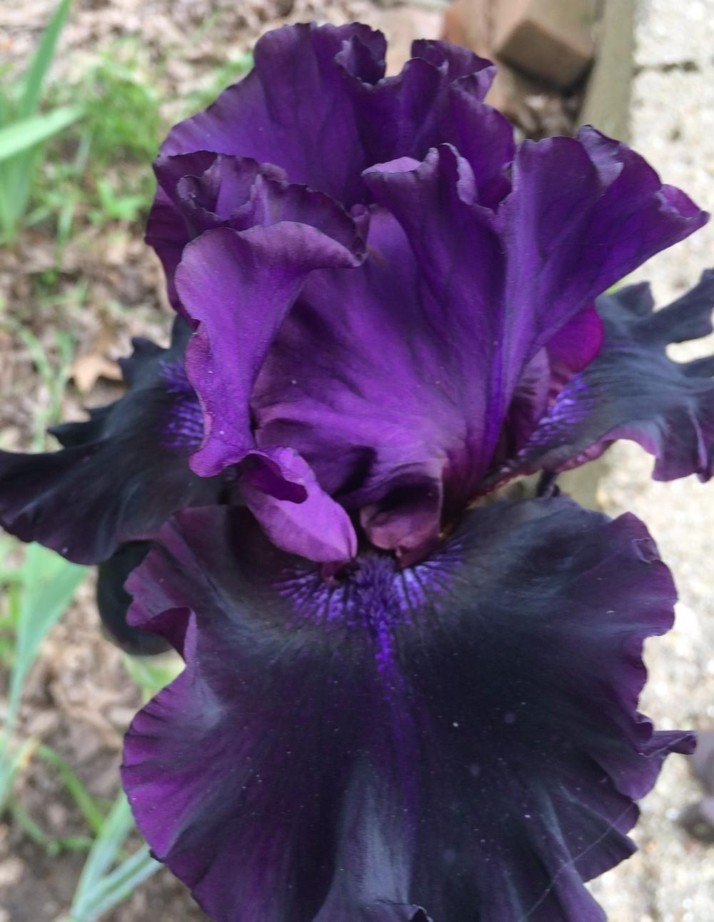 Photo of Tall Bearded Iris (Iris 'Badlands') uploaded by DonnaKribs