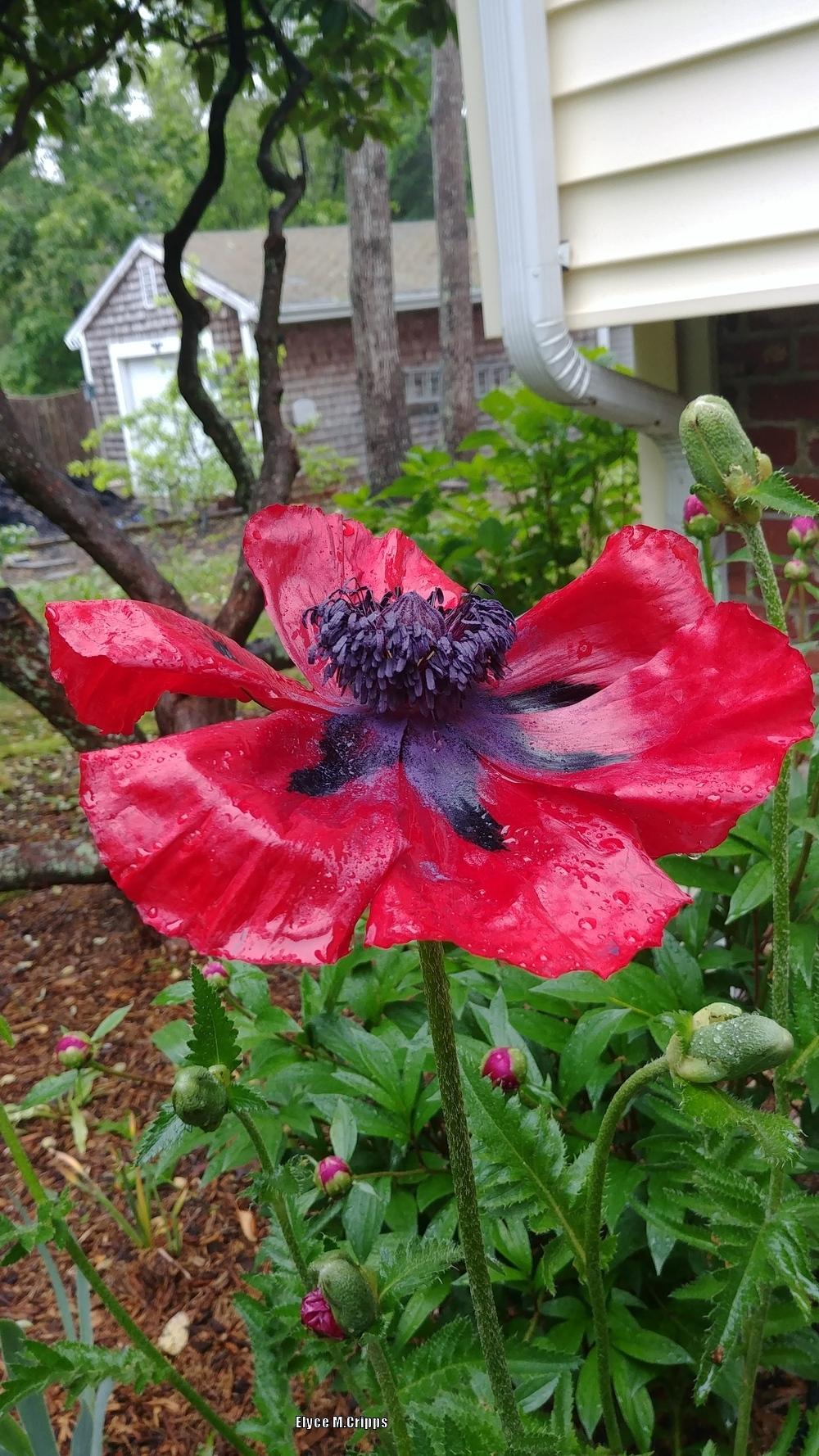 Photo of Oriental Poppy (Papaver orientale 'Beauty of Livermere') uploaded by ElyceC