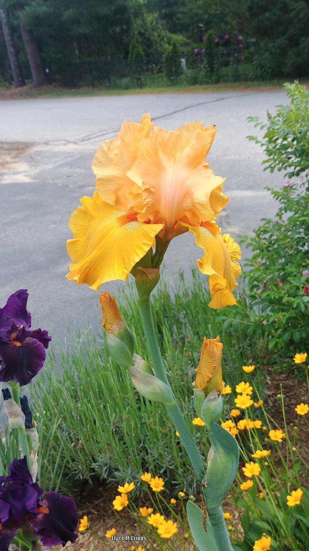 Photo of Tall Bearded Iris (Iris 'Savannah Sunset') uploaded by ElyceC