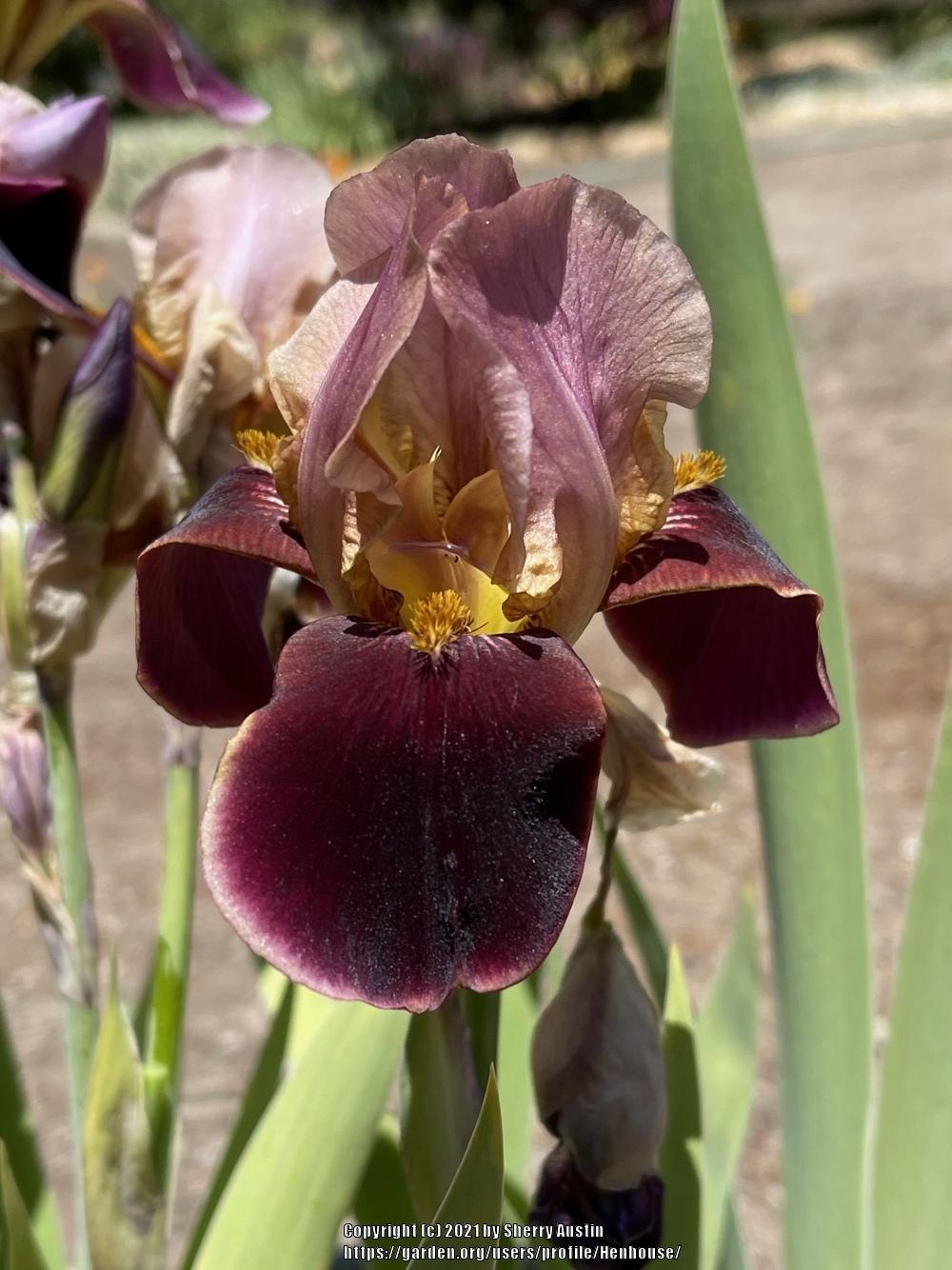 Photo of Tall Bearded Iris (Iris 'Persian Robe') uploaded by Henhouse