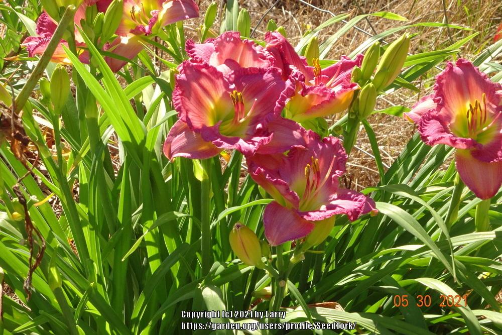 Photo of Daylily (Hemerocallis 'Lavender Stardust') uploaded by Seedfork