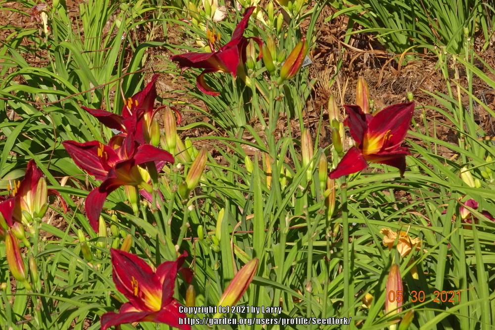 Photo of Daylily (Hemerocallis 'Red Volunteer') uploaded by Seedfork