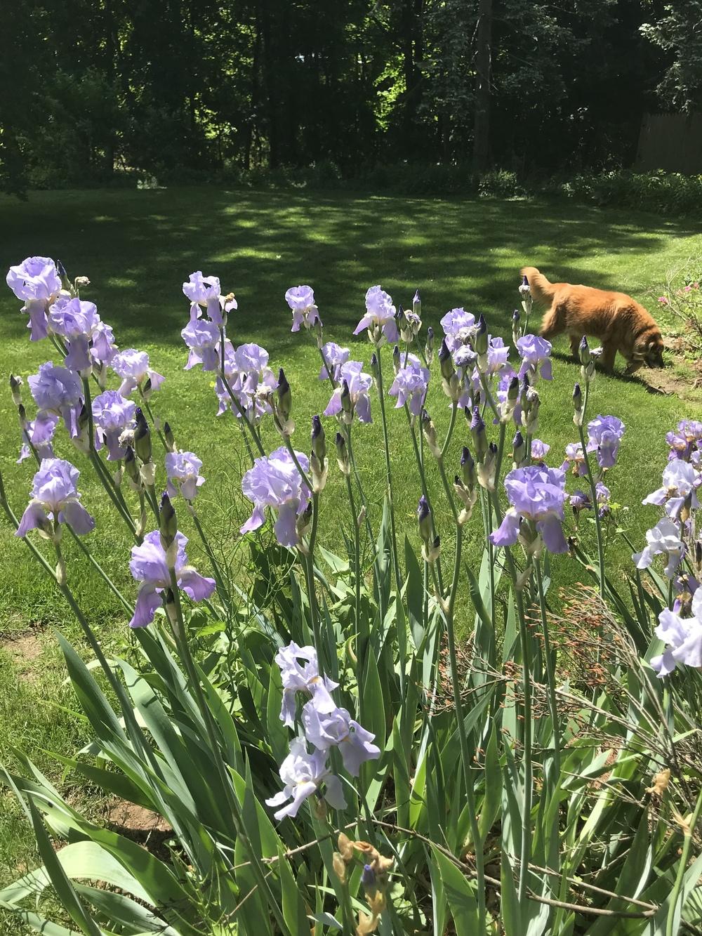 Photo of Tall Bearded Iris (Iris pallida 'Dalmatica') uploaded by Zoia