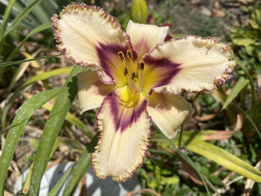 Photo of Daylily (Hemerocallis 'Lotta Dotta') uploaded by aikenforflowers