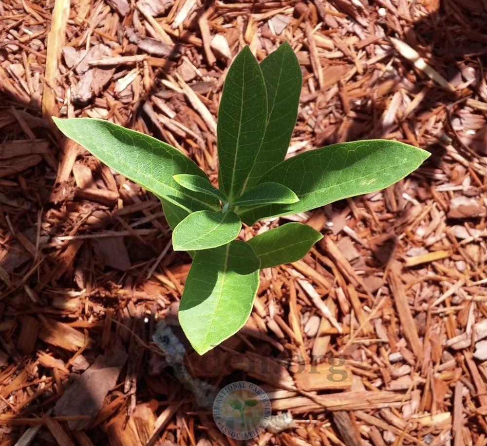 Photo of Common Milkweed (Asclepias syriaca) uploaded by Hamwild
