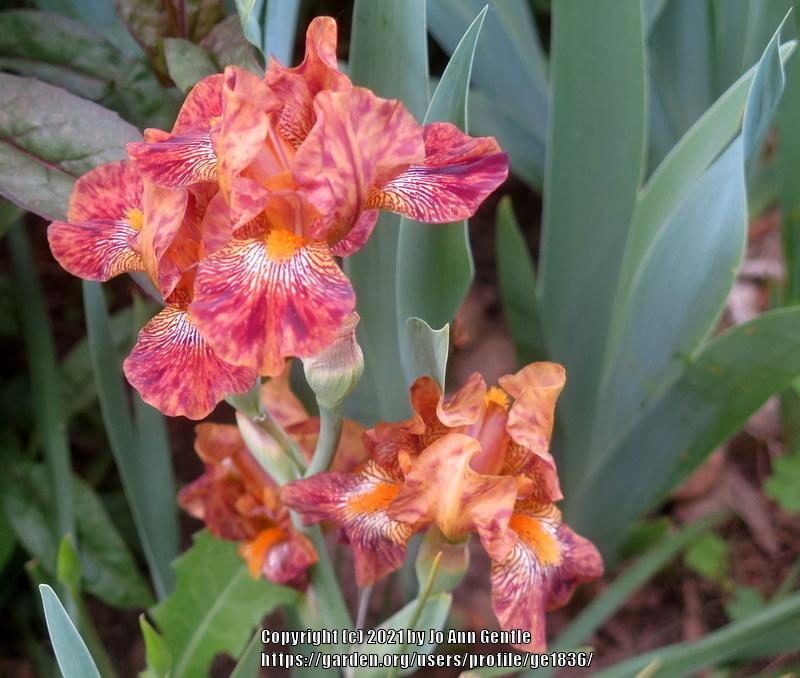 Photo of Intermediate Bearded Iris (Iris 'Peppered Leopard') uploaded by ge1836