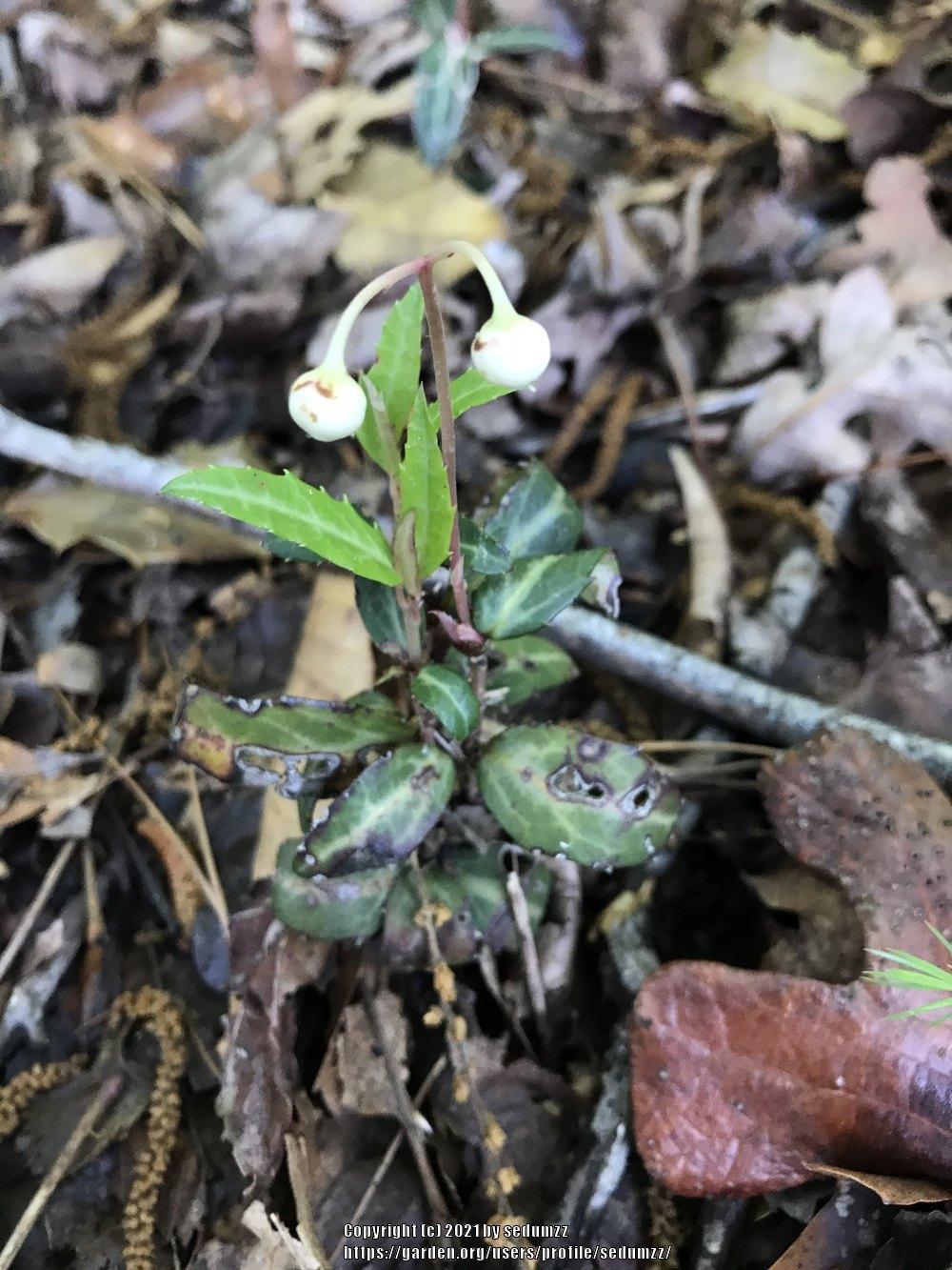 Photo of Spotted Wintergreen (Chimaphila maculata) uploaded by sedumzz