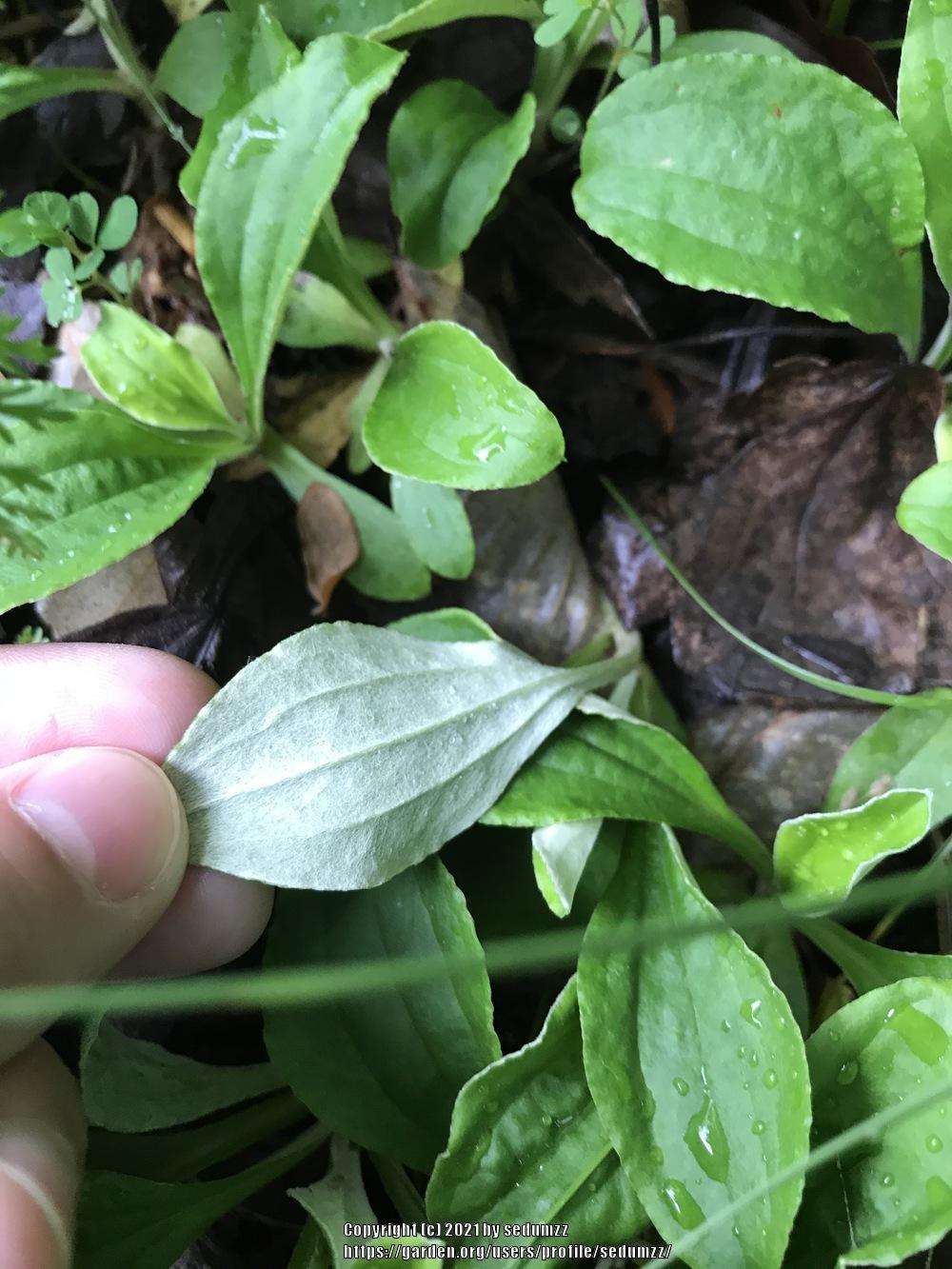 Photo of Plantain-Leaf Pussytoes (Antennaria plantaginifolia) uploaded by sedumzz