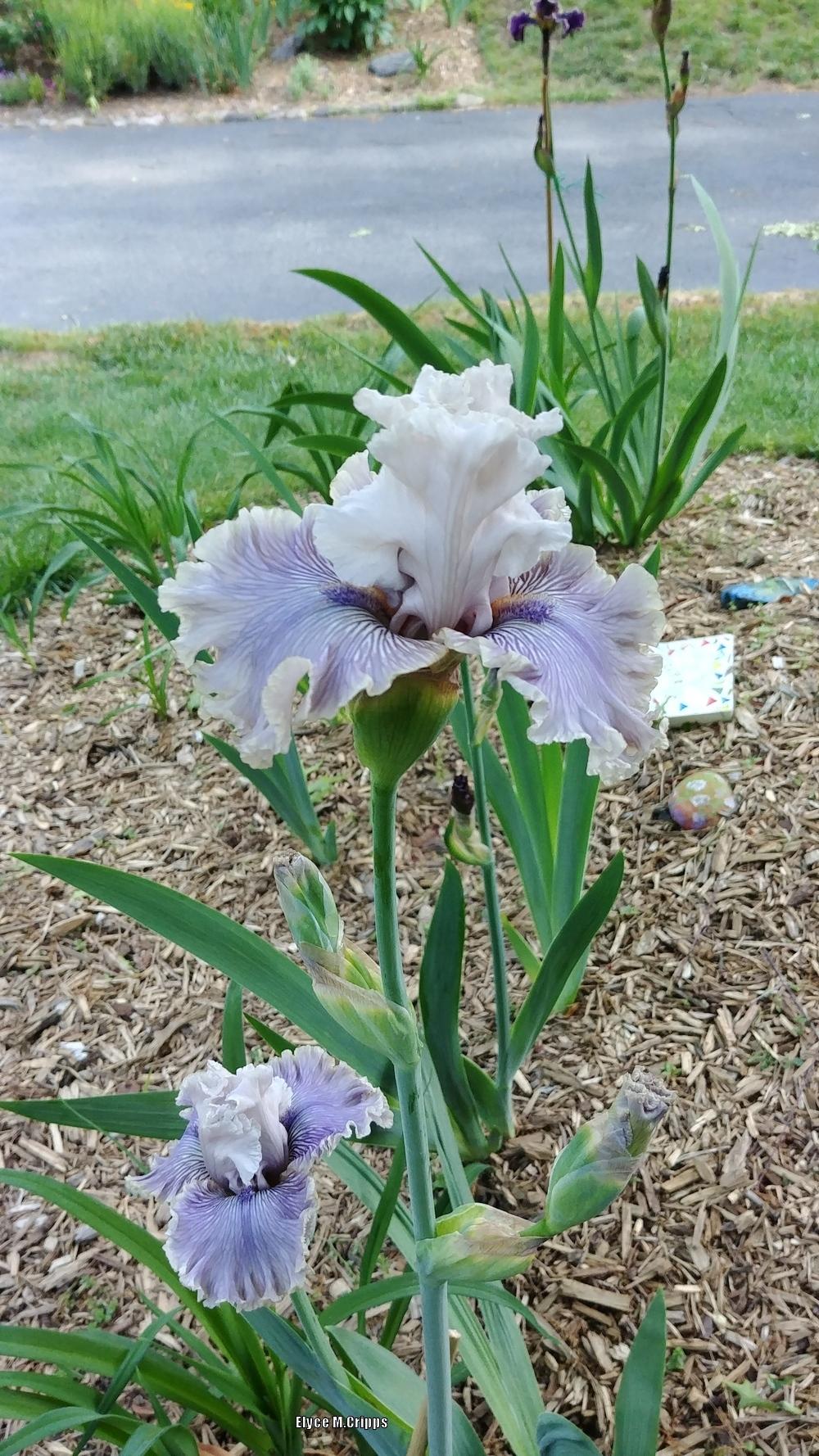 Photo of Tall Bearded Iris (Iris 'Haunted Heart') uploaded by ElyceC