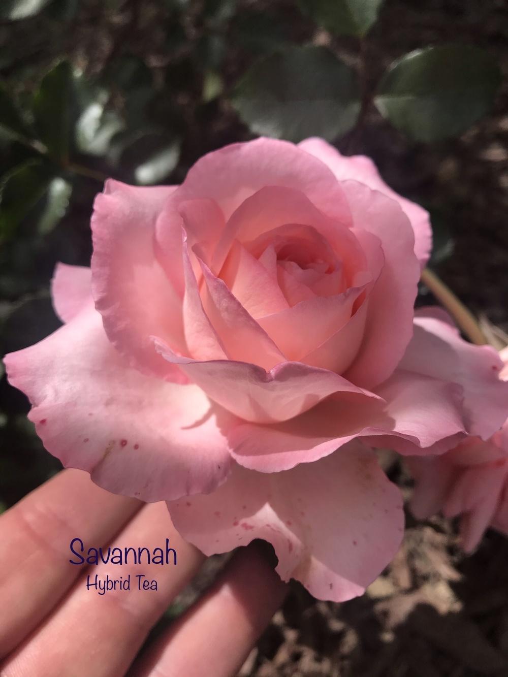 Photo of Rose (Rosa 'Savannah') uploaded by Eric_C
