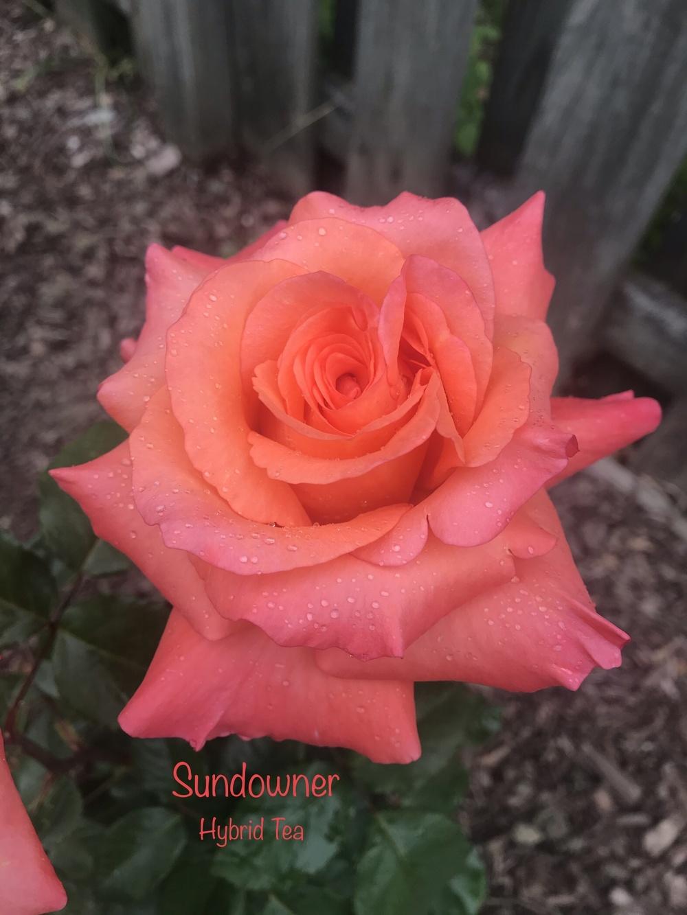 Photo of Rose (Rosa 'Sundowner') uploaded by Eric_C