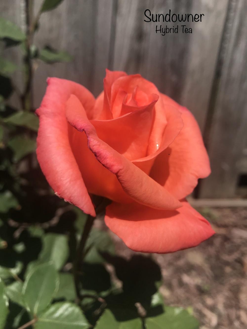Photo of Rose (Rosa 'Sundowner') uploaded by Eric_C