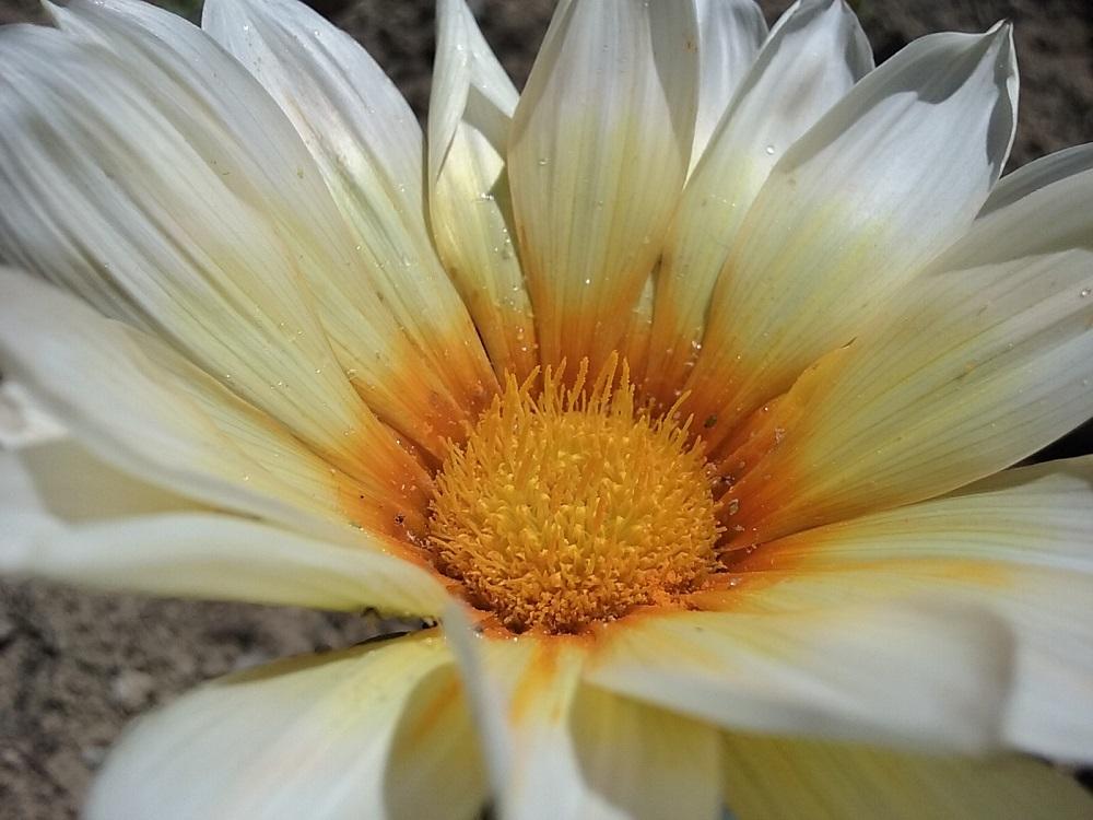 Photo of Treasure Flower (Gazania) uploaded by Lucius93