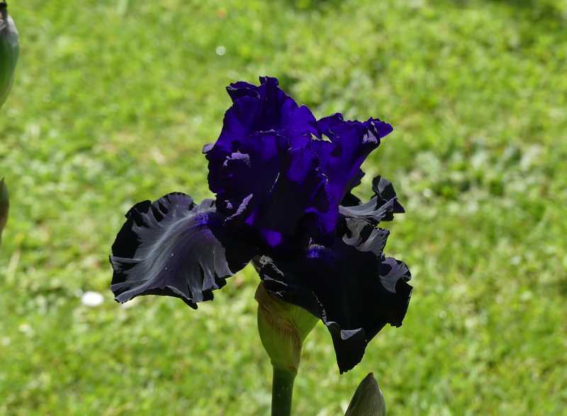 Photo of Tall Bearded Iris (Iris 'Eclipse de Mai') uploaded by MarcHemero
