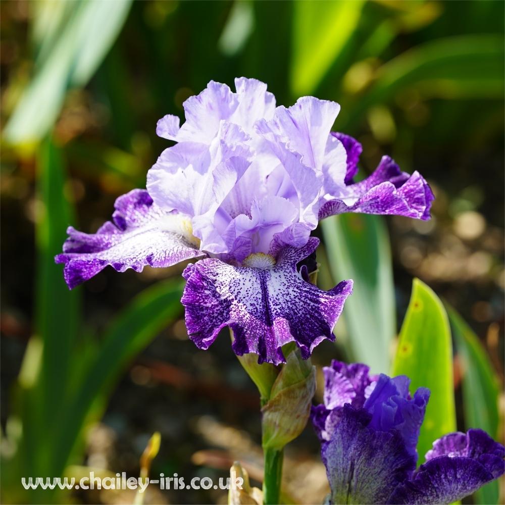 Photo of Tall Bearded Iris (Iris 'Splashacata') uploaded by jeffa