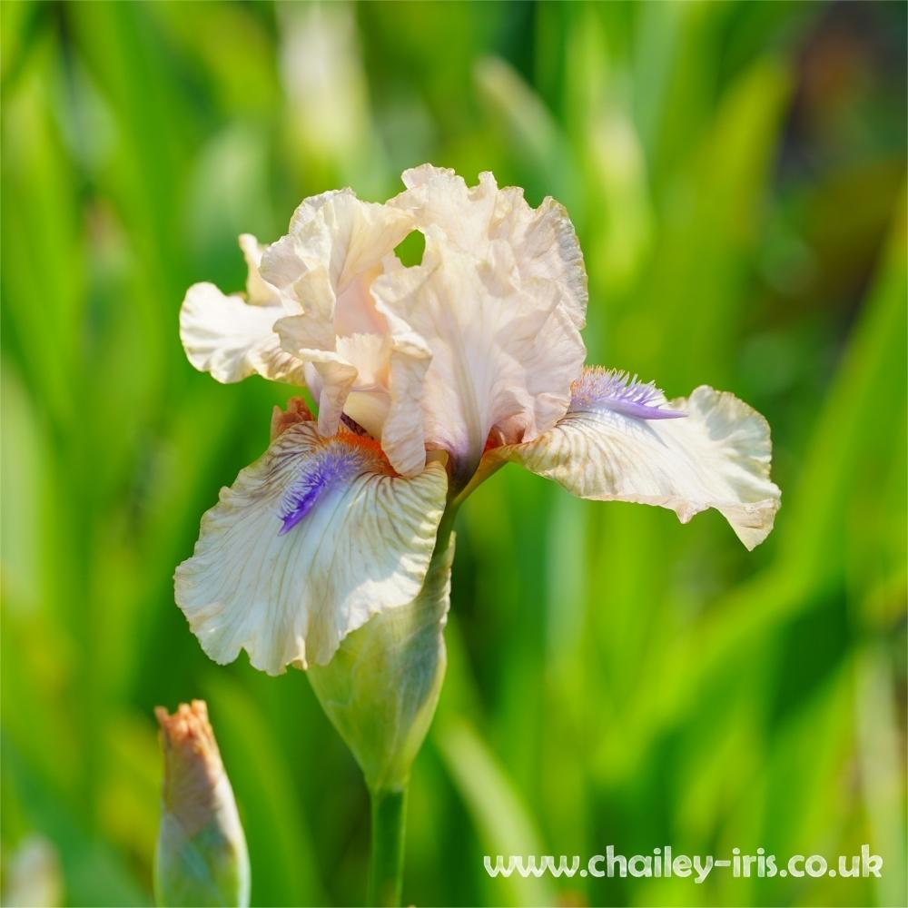 Photo of Intermediate Bearded Iris (Iris 'Concertina') uploaded by jeffa