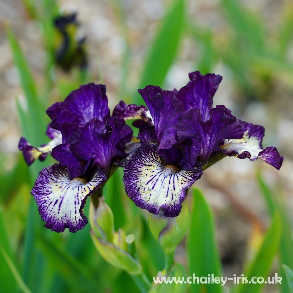 Photo of Intermediate Bearded Iris (Iris 'Fall Line') uploaded by jeffa