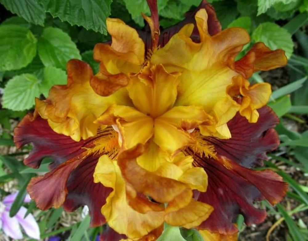 Photo of Tall Bearded Iris (Iris 'Solar Fire') uploaded by Artsee1