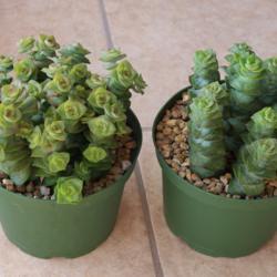 Location: Baja California
Date: 2021-06-01
2 months after beheading the mother plant (left) has produced doz