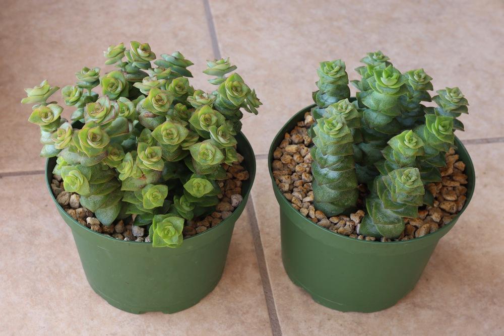 Photo of String of Buttons (Crassula perforata) uploaded by Baja_Costero