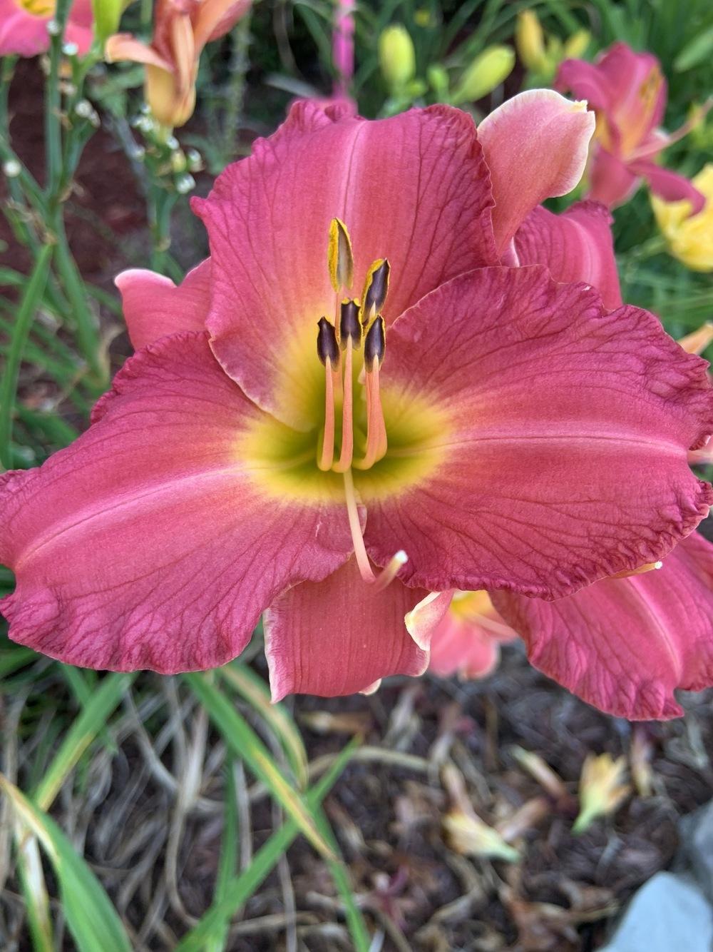 Photo of Daylily (Hemerocallis 'Coming Up Roses') uploaded by KySprout
