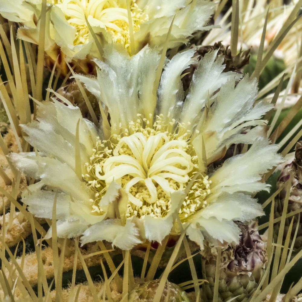 Photo of Golden Barrel Cactus (Kroenleinia grusonii) uploaded by arctangent