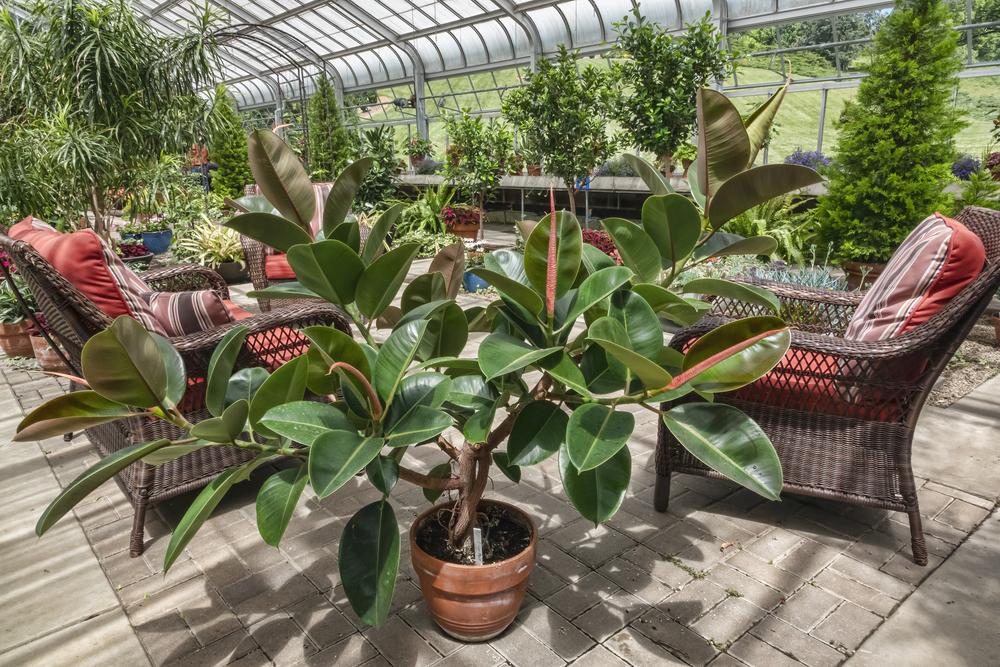 Photo of Rubber Plant (Ficus elastica) uploaded by arctangent