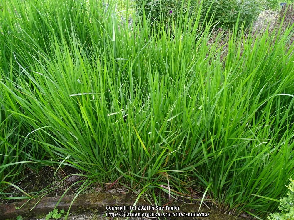 Photo of Feather Reed Grass (Calamagrostis x acutiflora 'Karl Foerster') uploaded by kniphofia