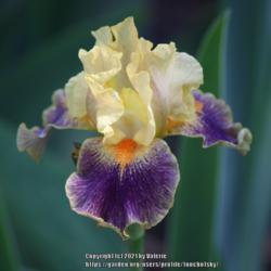 Location: My Garden, Ontario, Canada
Date: 2021-05-30
Gorgeous intermediate bearded iris.