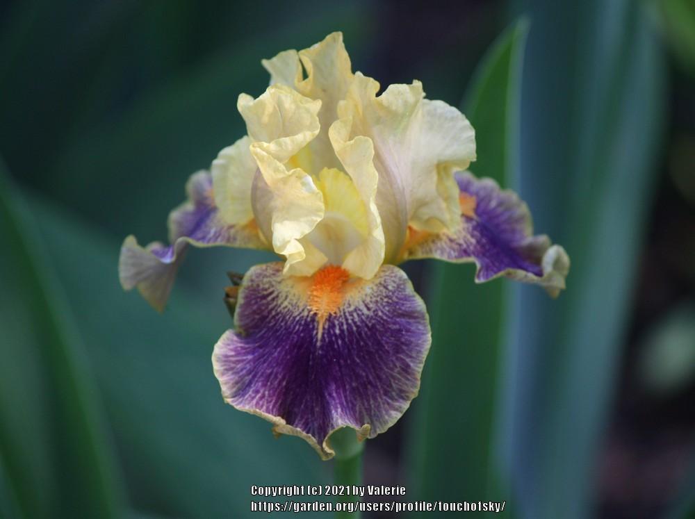 Photo of Intermediate Bearded Iris (Iris 'Delirium') uploaded by touchofsky