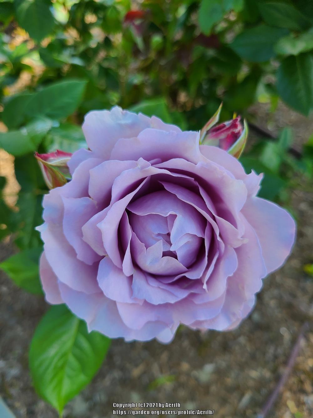Photo of Rose (Rosa 'Novalis') uploaded by Aerith