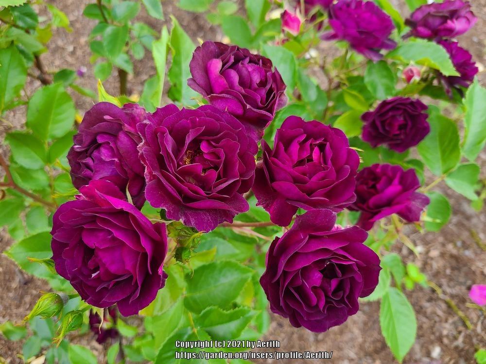Photo of Rose (Rosa 'Midnight Blue') uploaded by Aerith