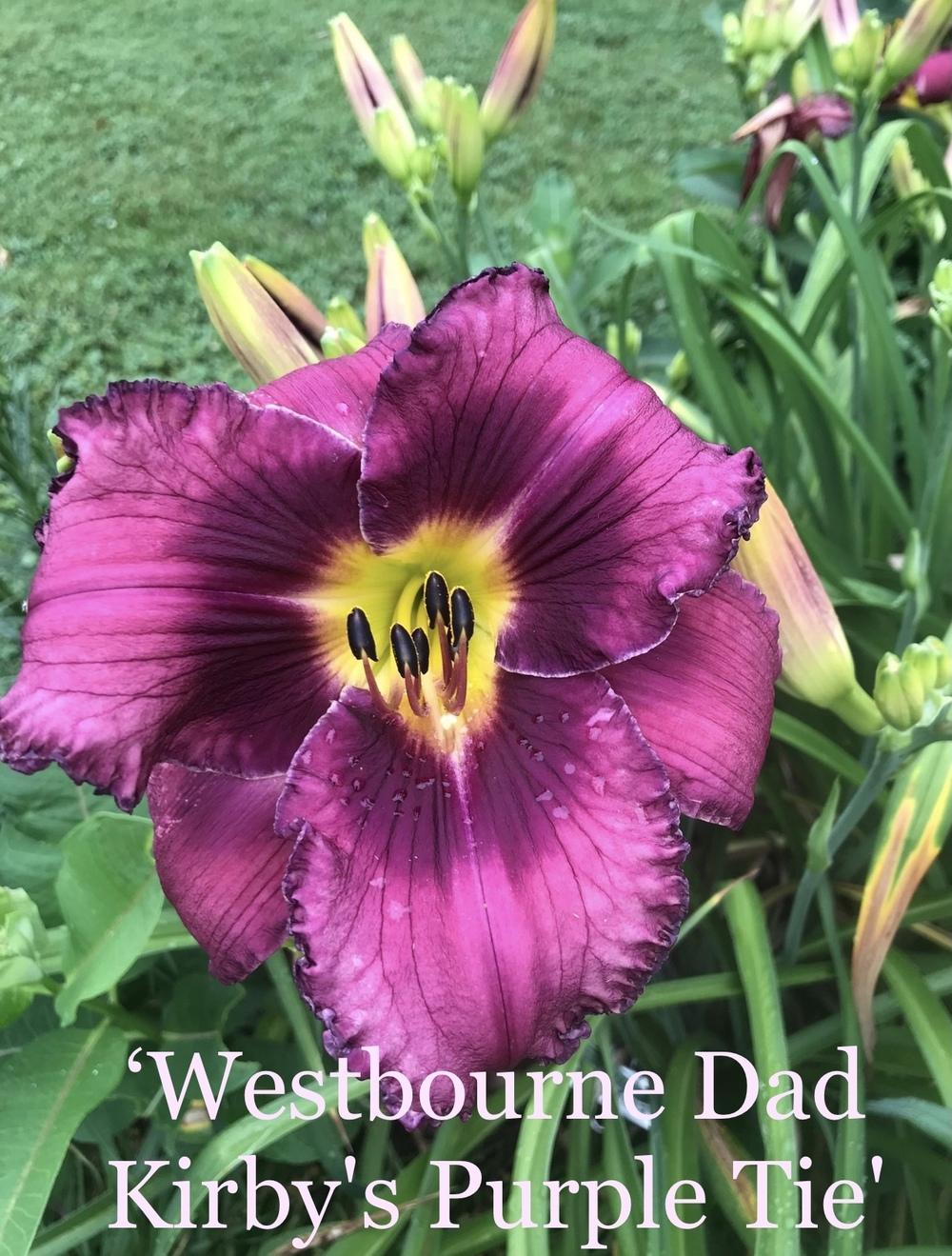 Photo of Daylily (Hemerocallis 'Westbourne Dad Kirby's Purple Tie') uploaded by Ash524