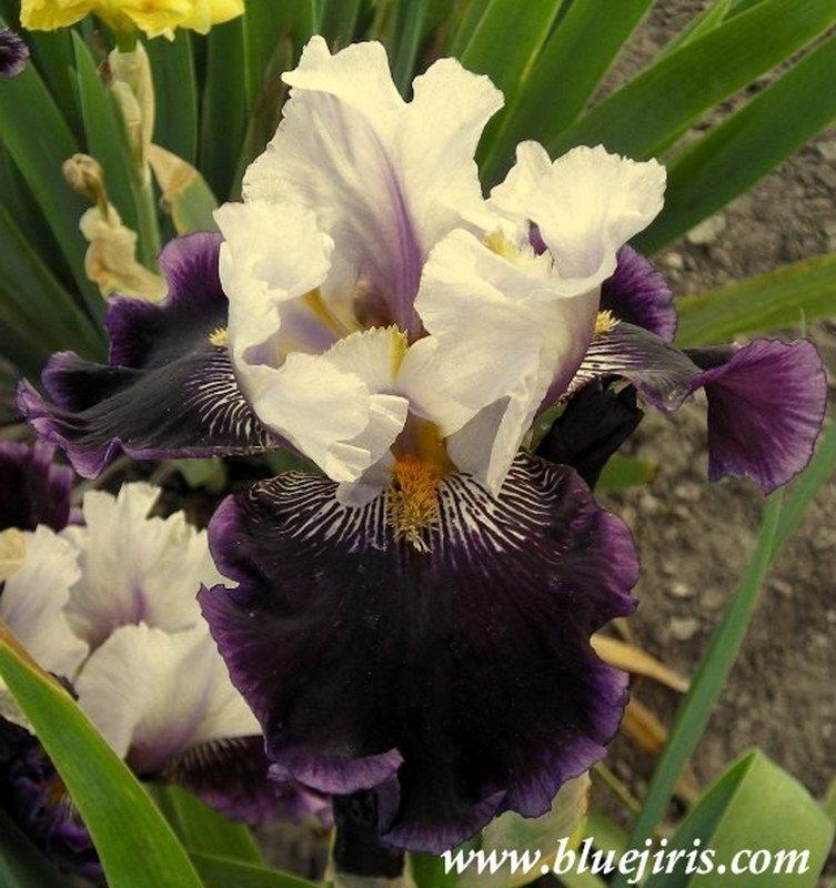 Photo of Tall Bearded Iris (Iris 'Gallant Theme') uploaded by DaylilySLP