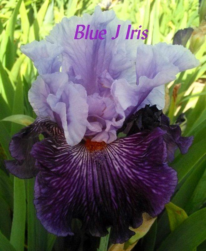 Photo of Tall Bearded Iris (Iris 'Glacier Melt') uploaded by DaylilySLP