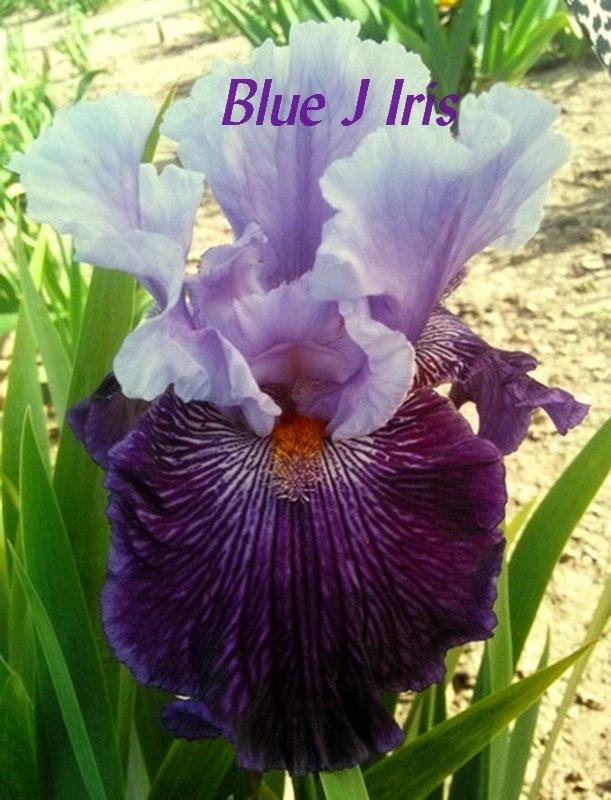 Photo of Tall Bearded Iris (Iris 'Glacier Melt') uploaded by DaylilySLP