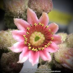 Location: Portland, Oregon, United States of America
Date: 5/30/2021
solid pink blooms, smaller than most
