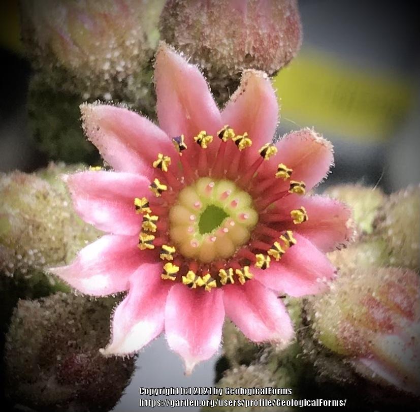Photo of Hen and Chicks (Sempervivum 'Spring Beauty') uploaded by GeologicalForms
