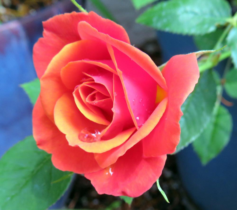 Photo of Rose (Rosa 'Denver's Dream') uploaded by JulieB