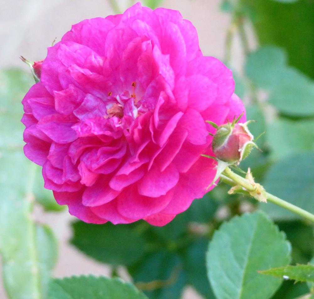 Photo of Rose (Rosa 'Sweet Chariot') uploaded by JulieB