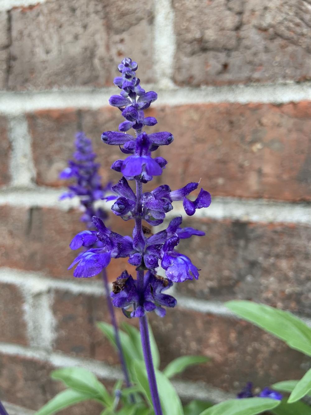 Photo of Salvias (Salvia) uploaded by KySprout