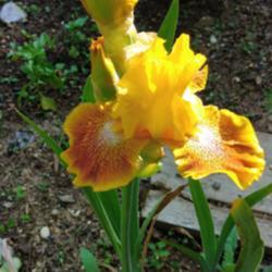 Location: Botanical Garden, Faculty of Science, Zagreb, Croatia
Date: 2021-06-04
Iris TB 'Wild Jasmine'