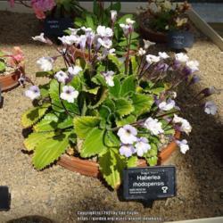Location: RHS Harlow Carr alpine house, Yorkshire, UK
Date: 2021-05-29
