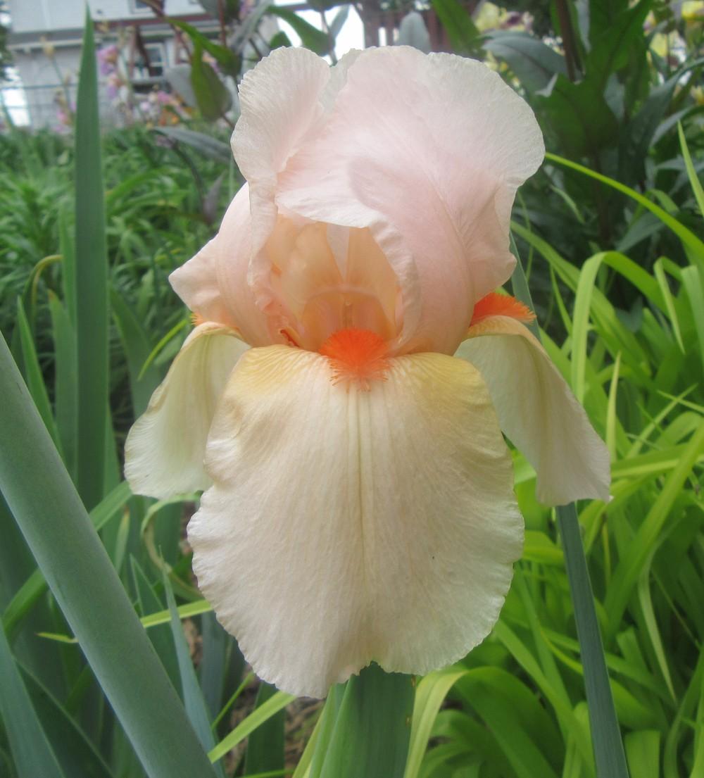 Photo of Tall Bearded Iris (Iris 'Shepherd's Delight') uploaded by tveguy3