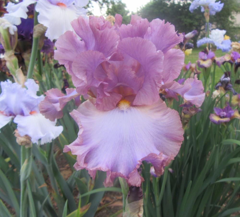 Photo of Tall Bearded Iris (Iris 'French Lavender') uploaded by tveguy3