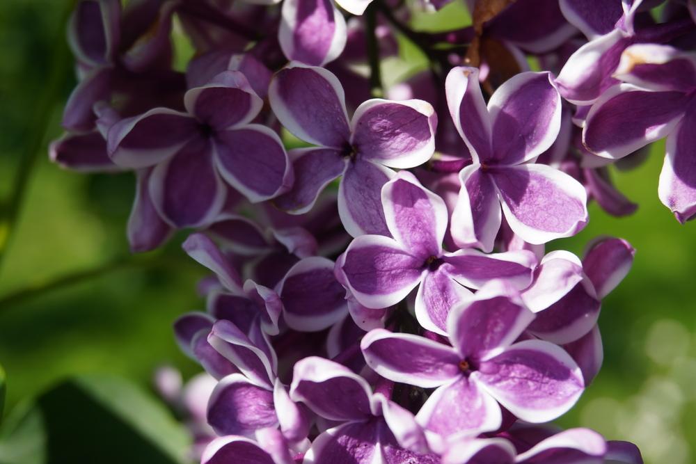 Photo of Common Lilac (Syringa vulgaris 'Sensation') uploaded by D3LL