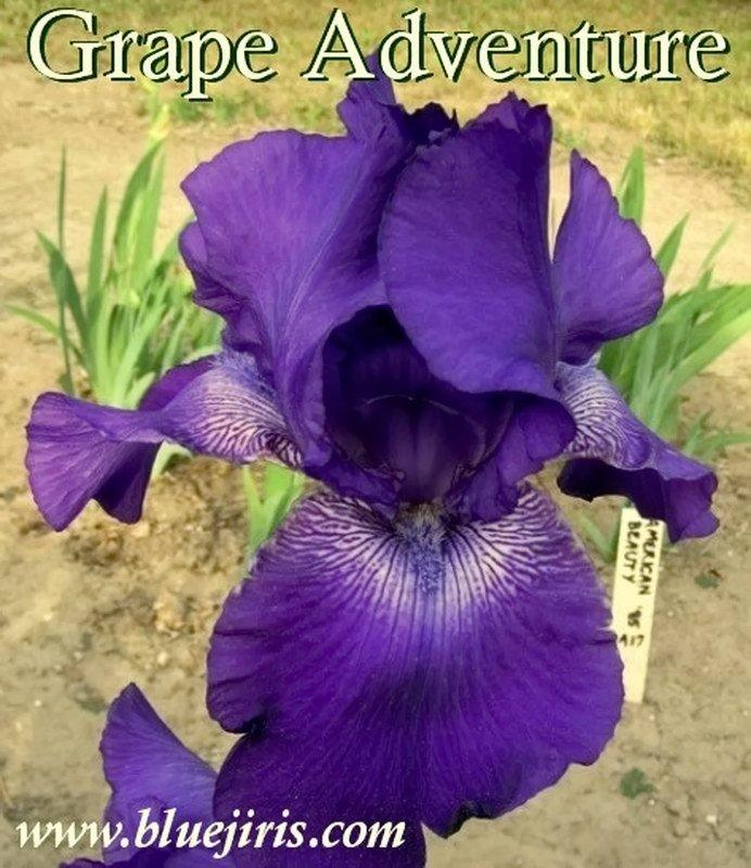 Photo of Tall Bearded Iris (Iris 'Grape Adventure') uploaded by DaylilySLP