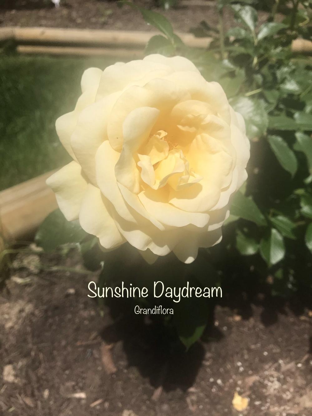 Photo of Rose (Rosa 'Sunshine Daydream') uploaded by Eric_C