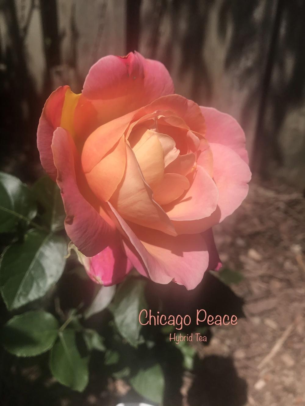 Photo of Rose (Rosa 'Chicago Peace') uploaded by Eric_C